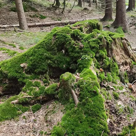 Pietraszyna Koniaków