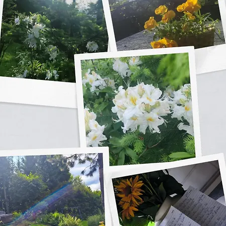 Pietraszyna Holiday home *