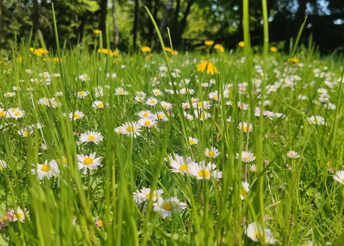 Pietraszyna בית נופש *