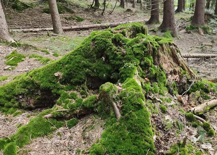 Pietraszyna Koniaków