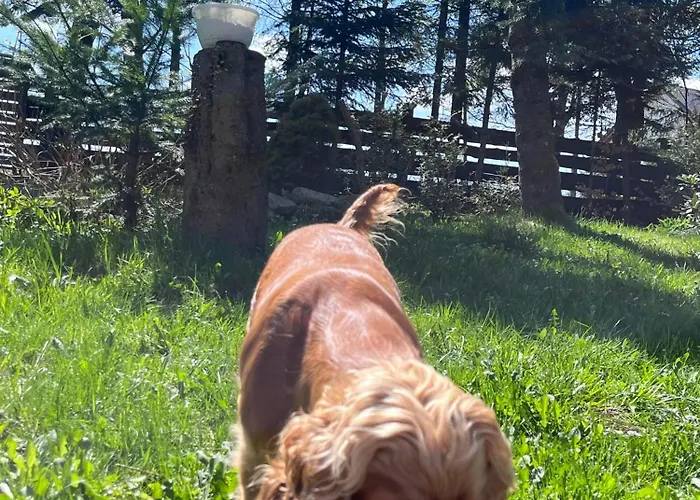 Pietraszyna בית נופש