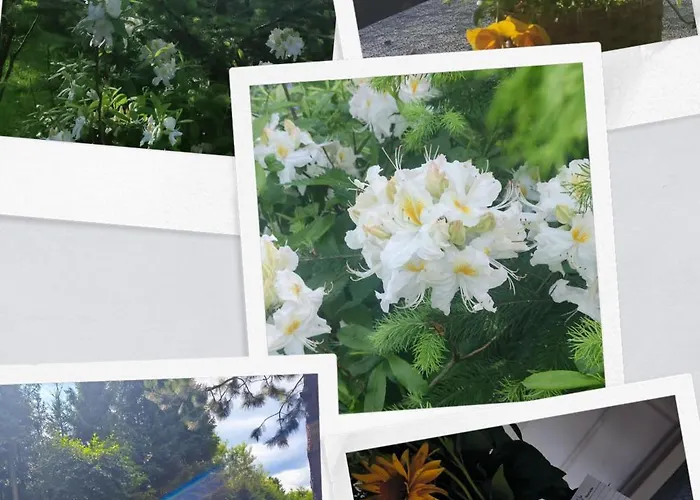 Pietraszyna בית נופש *